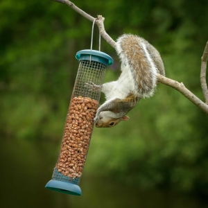 Redwell   18 06 2017   D3s (238 Of 294).jpg